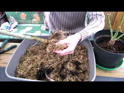 2022 Umtopfen mit Überraschung