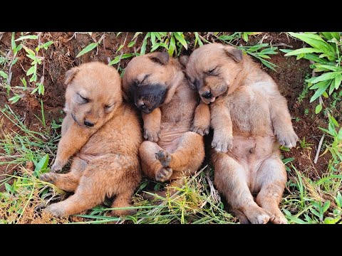 The mother dog took her puppies and hid them and I found them