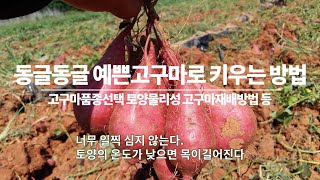 고구마 적당한 크기로 동글동글 예쁘게 키우는 방법