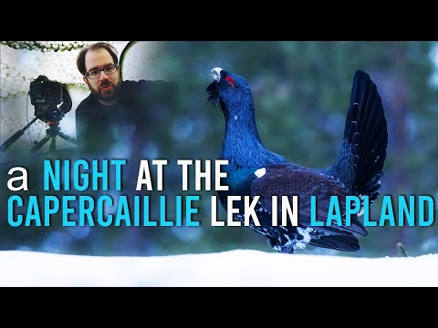 12 hours photography at the CAPERCAILLIE lek in Lapland (4k!)