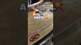 Download lagu Tips Ke seaworld Ancol | Seaworld Ancol Jakarta #seaworld #wisataedukasianak #wisatajakarta mp3 Download lagu Tips Ke seaworld Ancol | Seaworld Ancol Jakarta #seaworld #wisataedukasianak #wisatajakarta mp3