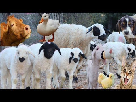 Animal documentary, Cow Videos, Cat videos, Sheep sound, Goat, Lamb, Chicken