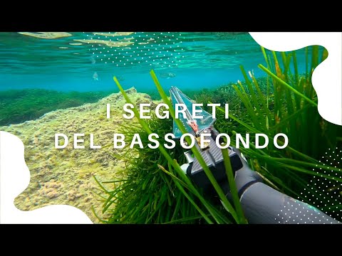 EXTREME SHALLOW: TRICKS, SECRETS, AND TIPS FOR GETTING STARTED [SPEARFISHING]