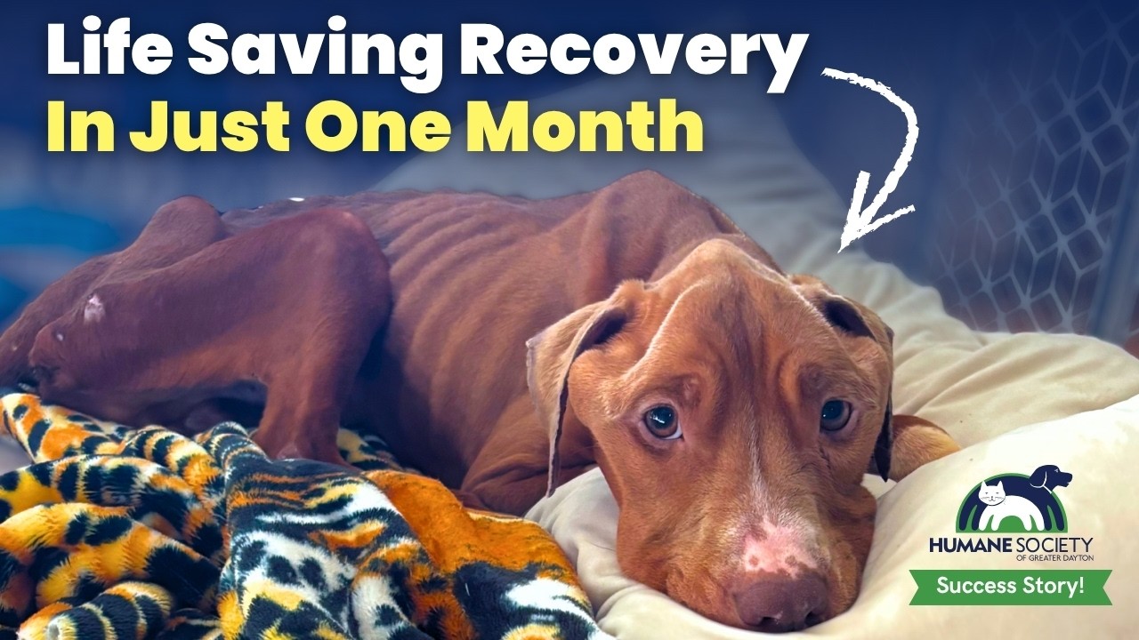 Nico, a Adoptable Pit Bull Terrier in Dayton, OH video 6/6