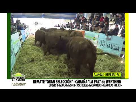 DE FRENTE AL CAMPO junto a CABAÑA "LA PAZ" de WERTHEIN - REMATE HEMBRAS PC  -