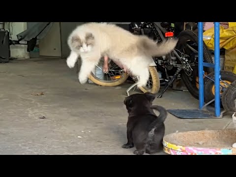 CATS vs DOGS: Totally Bonkers and Wildly Unpredictable