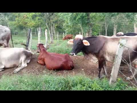 Vacas el Lebrija, Santander 