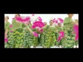 TVC Pertamax Dancing