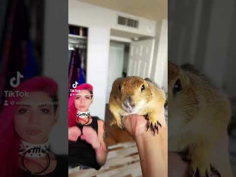 #duet with @Poppy the Prairie Dog #prairiedog #socute #animals #vanillasugar #vanillasugarmusic