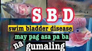 SBD or SWIM BLADDER DISEASE MY PAG ASA PA BA NA GUMALING | HOW TO CURE SWIM BLADDER DISEASE