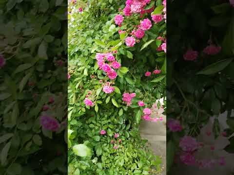 #Millions of roses#springtime