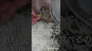 はじめてのりんご体験！#リチャードソンジリス#癒し #かわいい#動物 #りんご#もぐもぐ