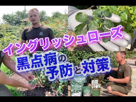 園芸 大輪のセントジョーンズワート、ムクゲのバラ