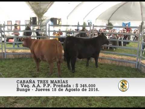 18-08-16 Venta de Vaquillonas A.A. P.P. Preñadas - Cabaña Tres Marias - Bunge.