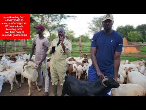 How a farmer can make 3,000,000 monthly net pay on a goats flock of 100
