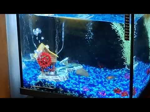 Nelson the Rescue Fish