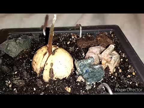 Bonsai an Avocado Part 2