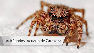 Artrópodos. Acuario de Zaragoza Artrópodos. Acuario de Zaragoza