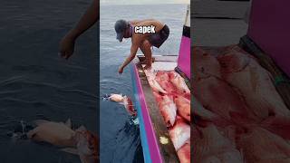 Download lagu emang udah rejeki si abang ikan kakap merah besar besar #fish #shorts #mancing #fishing mp3 Download lagu emang udah rejeki si abang ikan kakap merah besar besar #fish #shorts #mancing #fishing mp3
