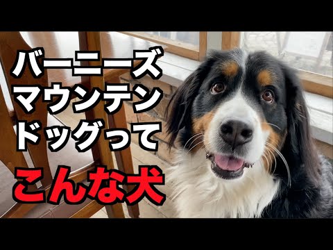 アイディまたはアトラス マウンテン ドッグ