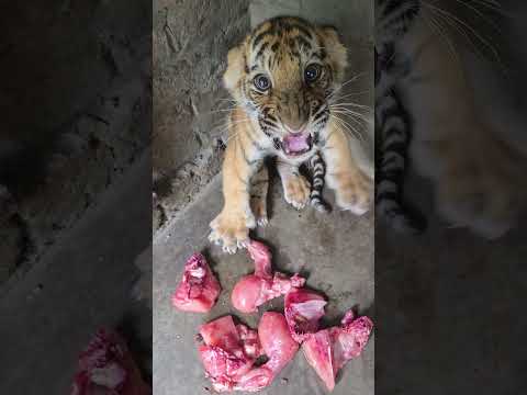 Dangerous Tiger in Aggressive Mood | Nouman Hassan