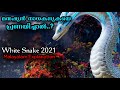 White Snake 2021 Movie Explained In Malayalam White Snake Love Tribulation Snake Movie