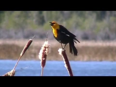 Lúčnik žltohlavý (Xanthocephalus xanthocephalus) — správanie, biotop a hlas