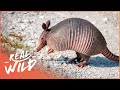 Armadillos Nature S Armoured Miracles Wildlife Documentary Wild America Real Wild