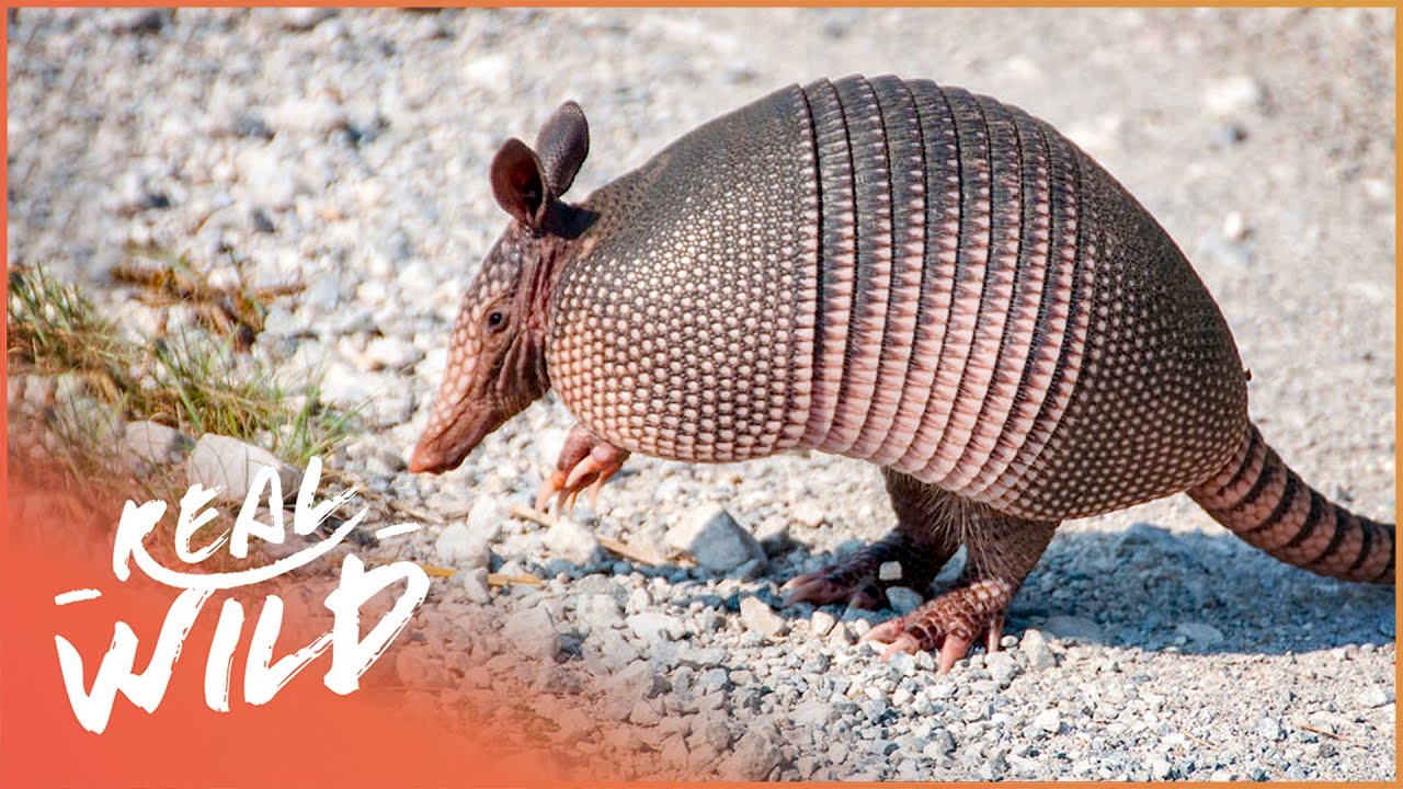 The 6 Best Documentaries About Armadillos