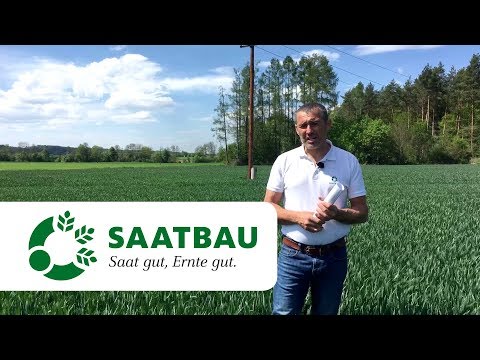 Winterweizen Bestandesführung