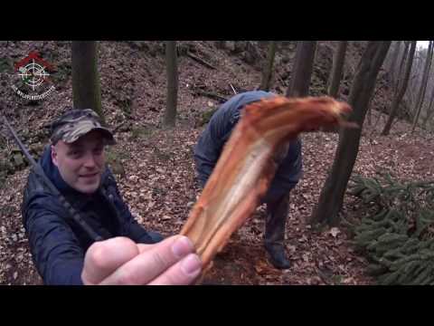 Kienspan finden, suchen und ernten