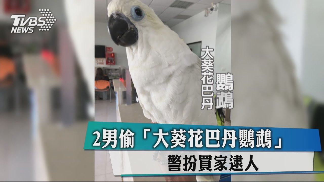 2男偷「大葵花巴丹鸚鵡」　警扮買家逮人