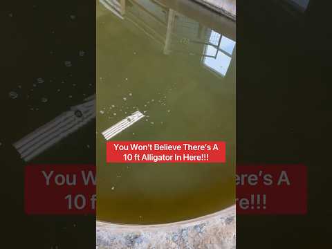 You Won’t Believe There’s A 10 ft. Alligator In Here!!! 😱🐊#shorts #alligator