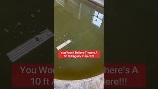 You Won’t Believe There’s A 10 ft. Alligator In Here!!! 😱🐊#shorts #alligator