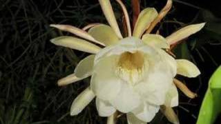 night blooming cereus time lapse