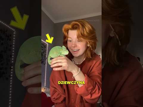 Ten Kameleon Jest Bardzo Nieśmiały 🤯❤️