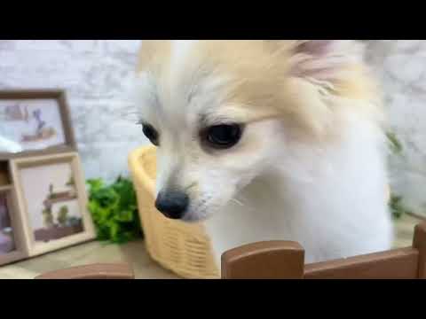 No.136415 ハーフ犬　♂