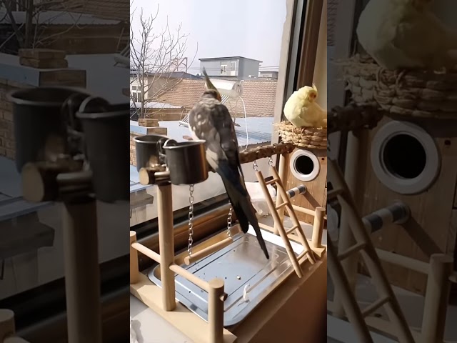 Vídeo relacionado con Pigeon Perch - Lightweight Safe Comfortable for Cage, Aviary, Pet Store, Playground, Home, Yard | Pigeon Perches Birds Holder | Bird Dwelling Stand