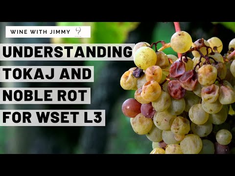 WSET Level 3 Tokaj Teil 1 – Klima, Edelfäule, wichtige Rebsorten