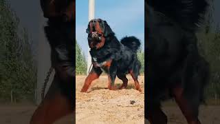 Big Gaddi Dog Top Quality in India 🇮🇳  #gaddi #dog #dogs #new #trending