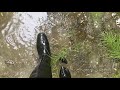 Aigle Riding Rubber Boots In The Water 03 With Bubbles