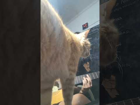 Sofia, Ana Muller e Rubel, cover.