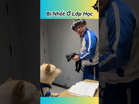 🏫 Cả Đám Bị Nhốt Ở Lớp Vì Ngủ Quên 😂 #thúcưng #vậtnuôi #chómèohàihước #funny #pets #cat #cute
