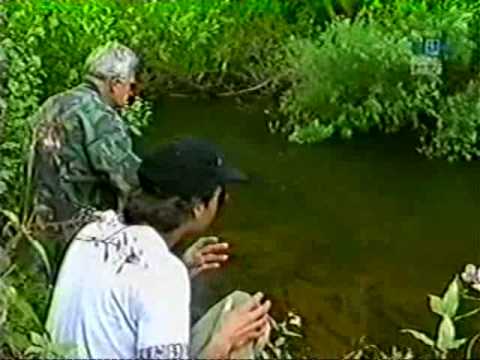 trundling Meat for barbel