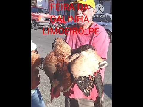 FEIRA DA GALINHA em Limoeiro Pernambuco.#shortsviral #shortsfeed #videoshorts