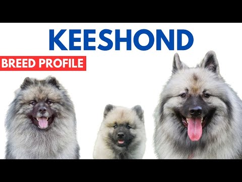 Keeshond Dog Breed Profile History - Price - Traits - Grooming Needs - Keeshond Dog Lifespan