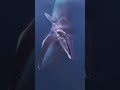 What happens if you come across a whale opening its mouth? #swallow #whales #humpbackwhale
