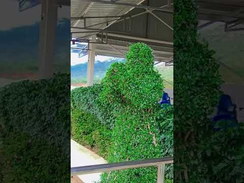 manishi roopam #nature #trees#shorts #ytshorts