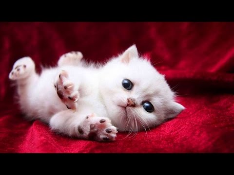 Funny kid videos - Super cute kid and the cat