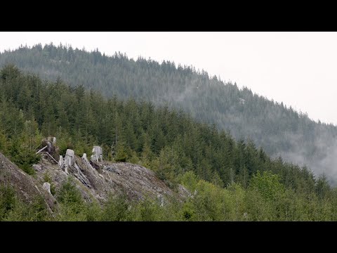 Save the Fairy Creek Watershed!